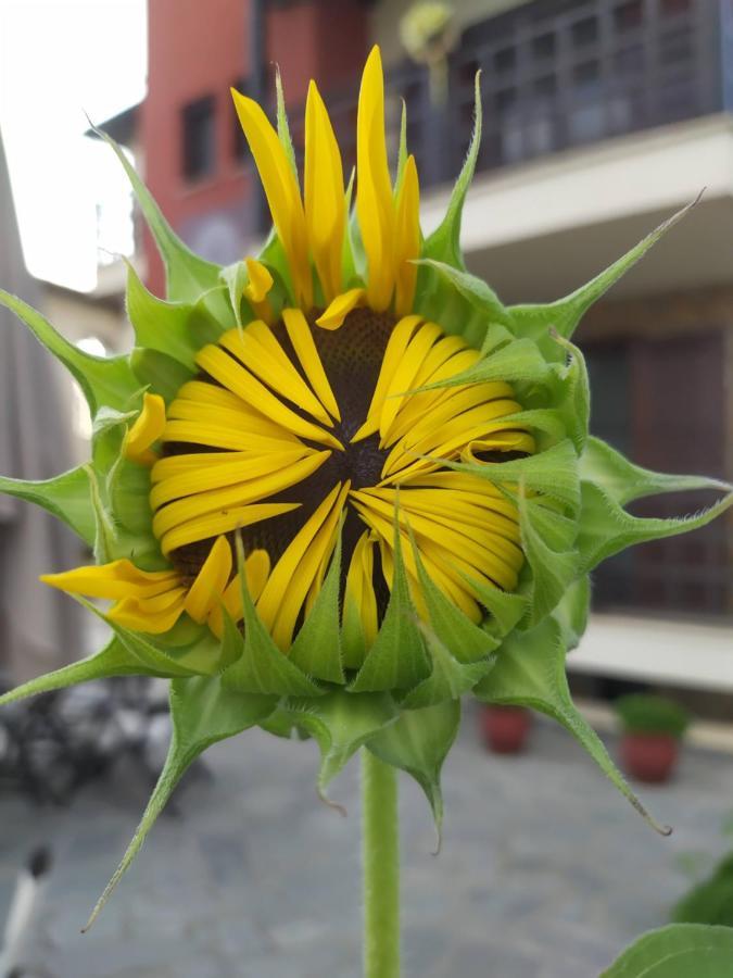 Helianthus Guesthouse アムリアニ エクステリア 写真