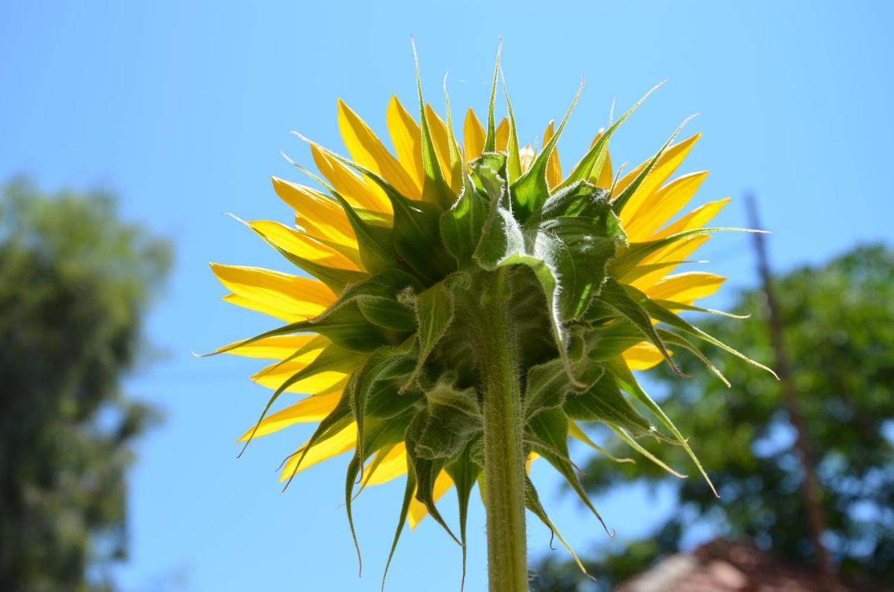 Helianthus Guesthouse アムリアニ エクステリア 写真