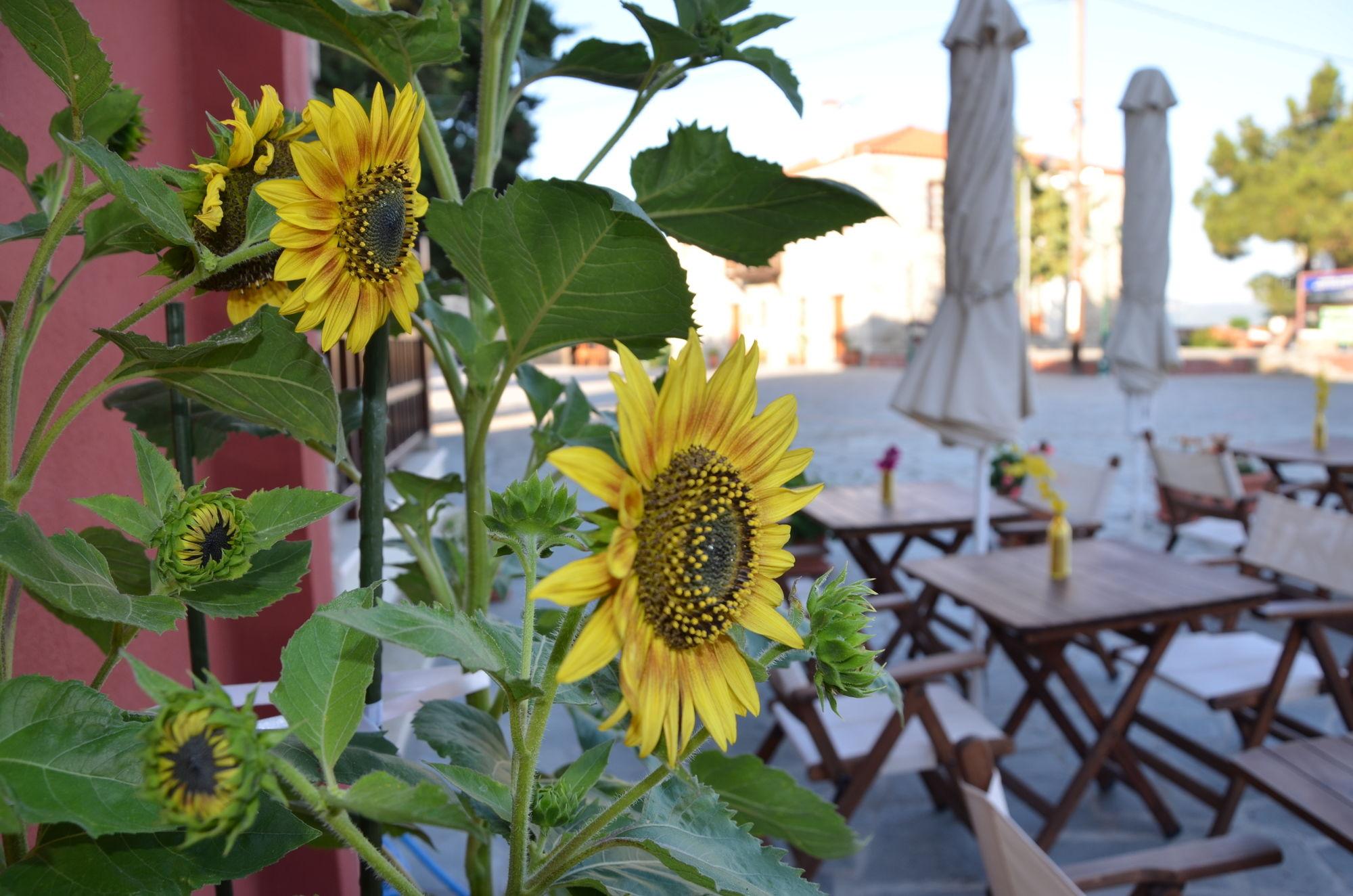 Helianthus Guesthouse アムリアニ エクステリア 写真